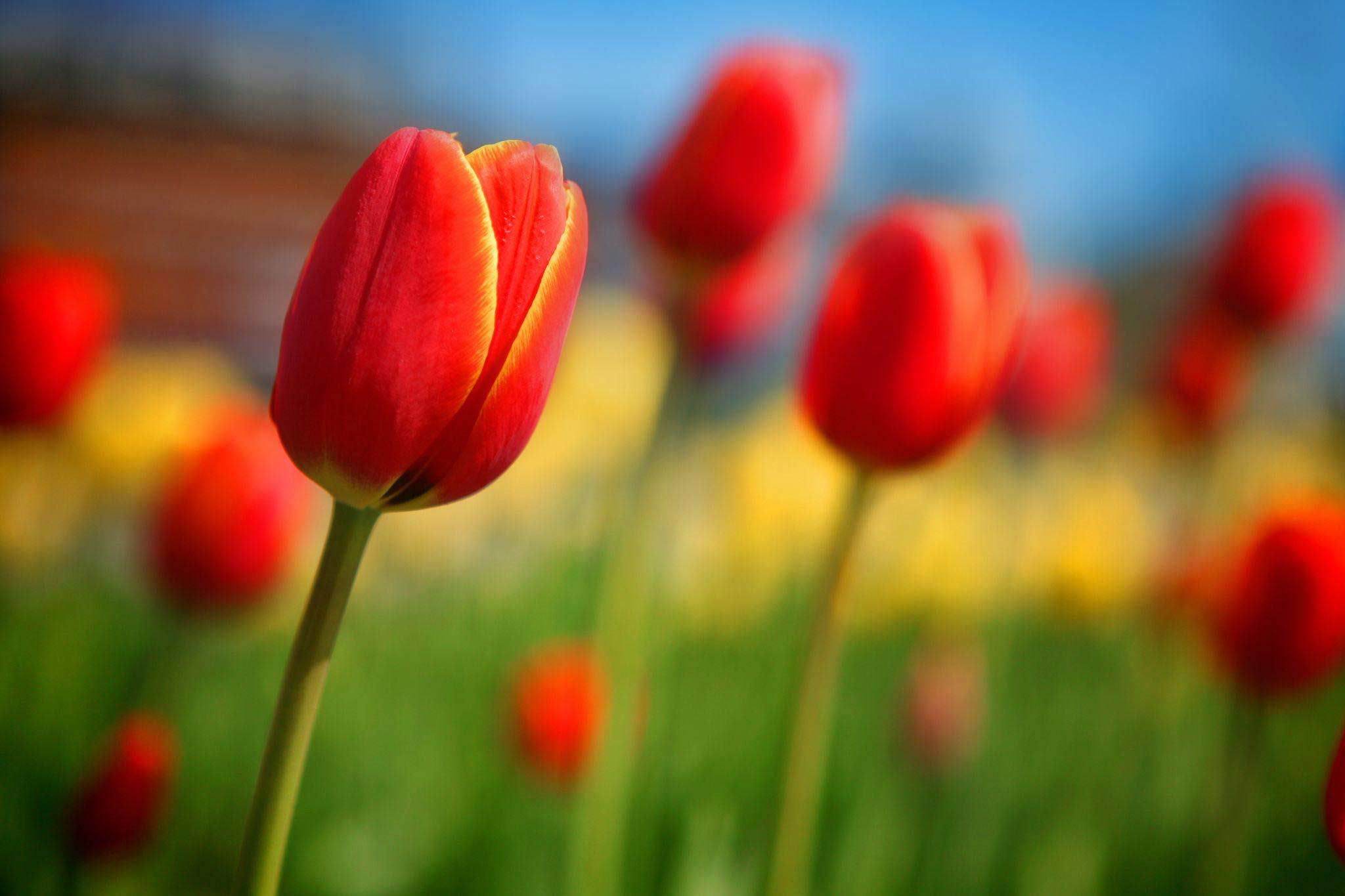 7 Facts Every Tulip Lover Should Know